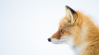 birger-strahl-fOV7nWWIwRk-unsplash